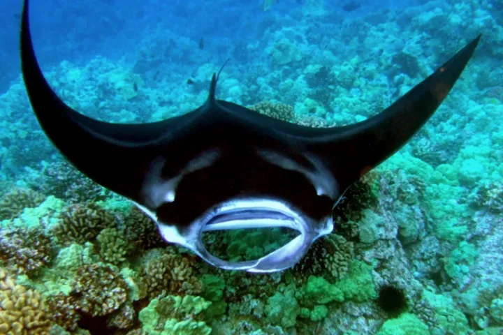 a fish swimming under water