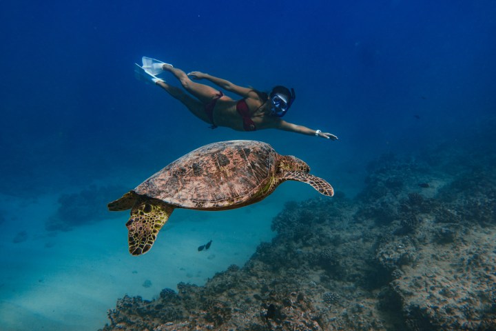 a turtle swimming under water
