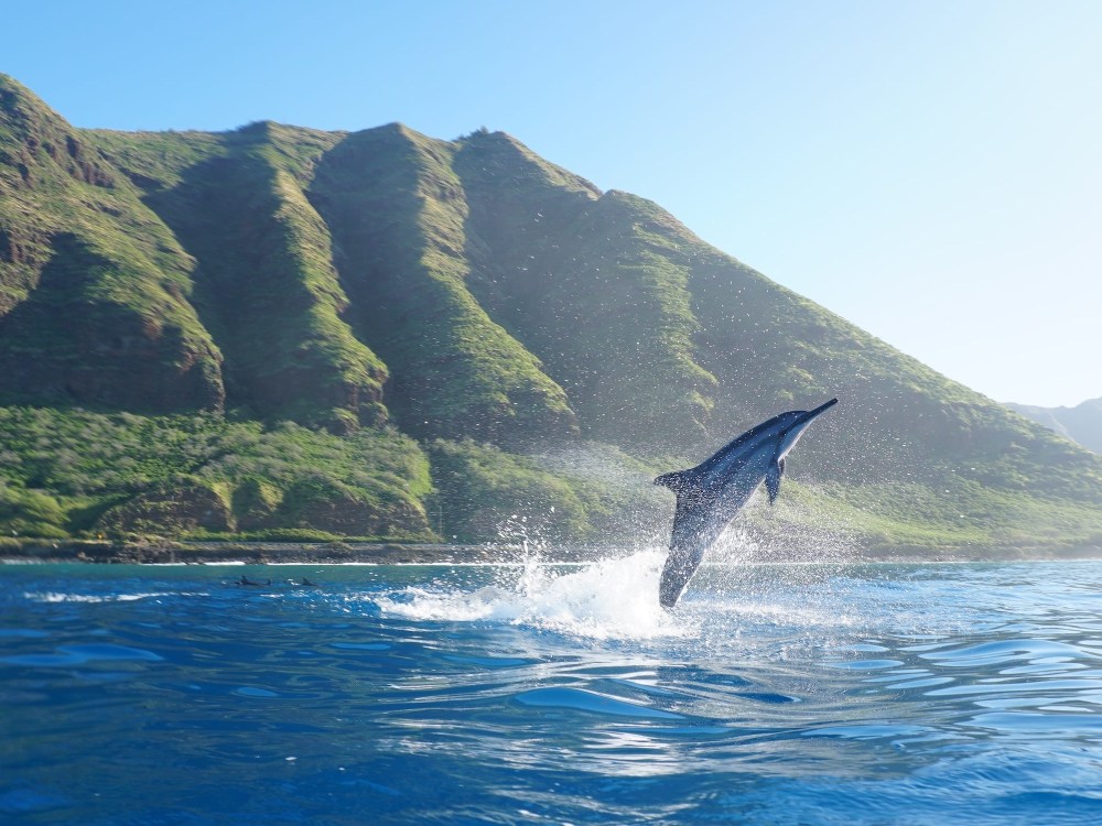 Dolphin leaping from the ocean with green cliffs in the background.
