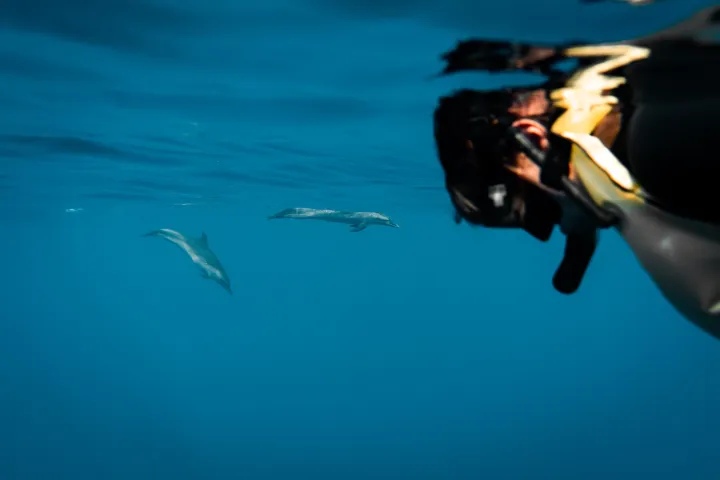 Underwater view of a snorkeler near two dolphins swimming in clear blue water.