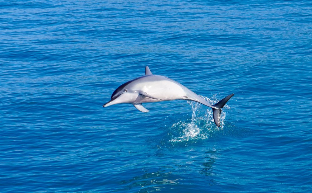Dolphin leaping out of blue ocean water on a sunny day.