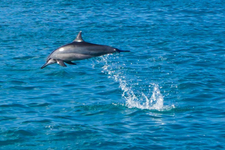 Dolphin jumping out of the blue ocean water.