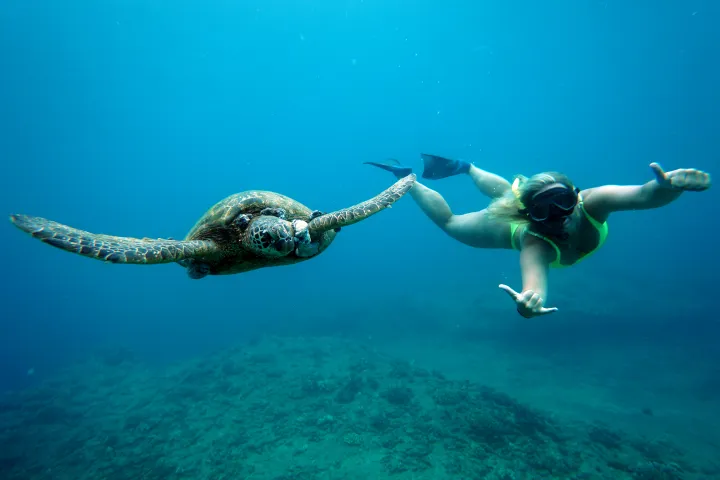 Iruka Hawaii tour guest swims with sea turtle in Turtle Canyon