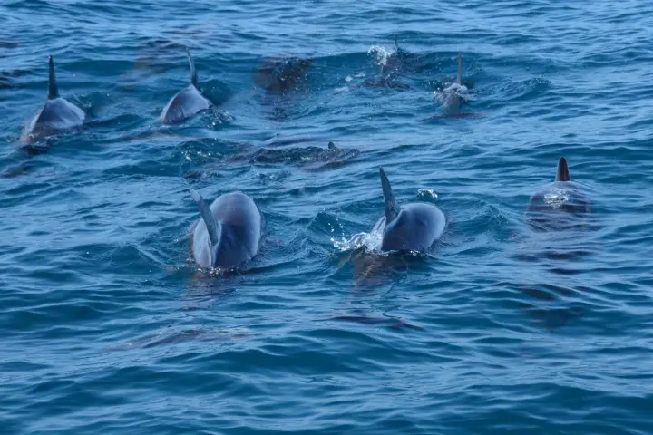 a dolphin swimming in a body of water