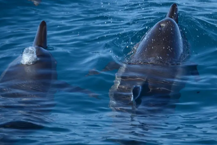 a polar bear swimming in a body of water