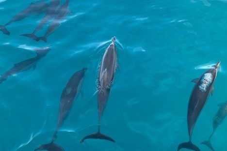 a fish swimming under water