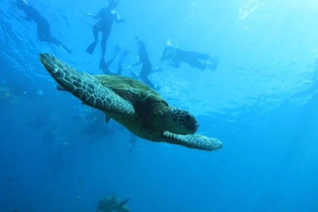 a turtle swimming under water