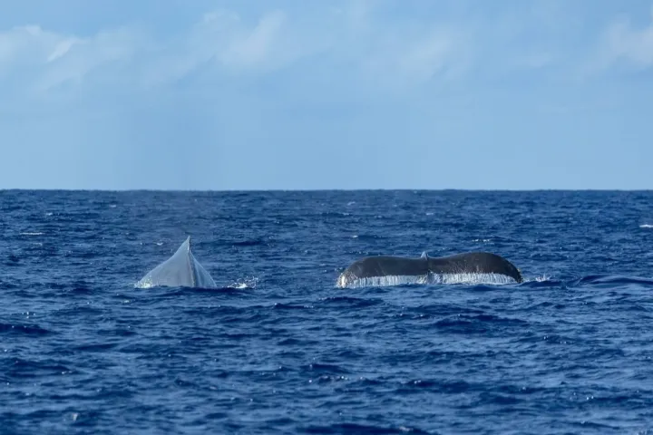 a large body of water