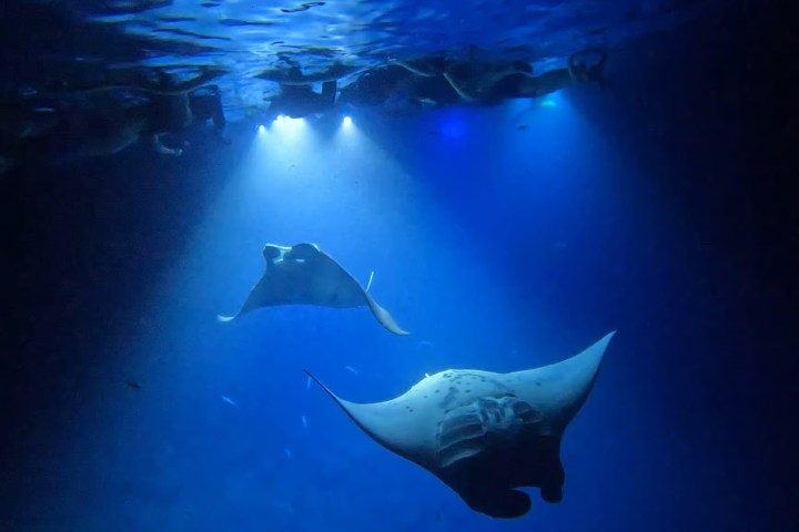 a fish swimming under water