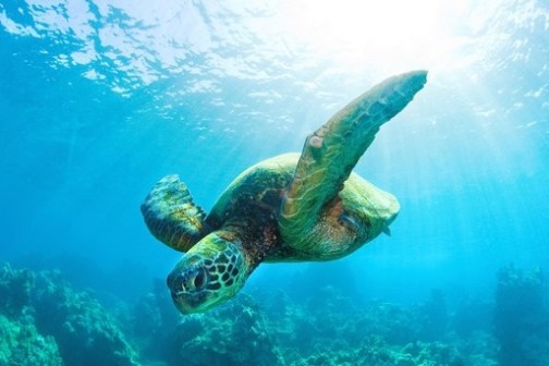 a turtle swimming under water
