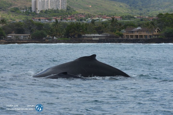 a whale jumping out of the water