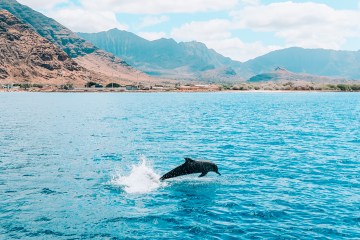 dolphin jumping from water with a mountain in the background