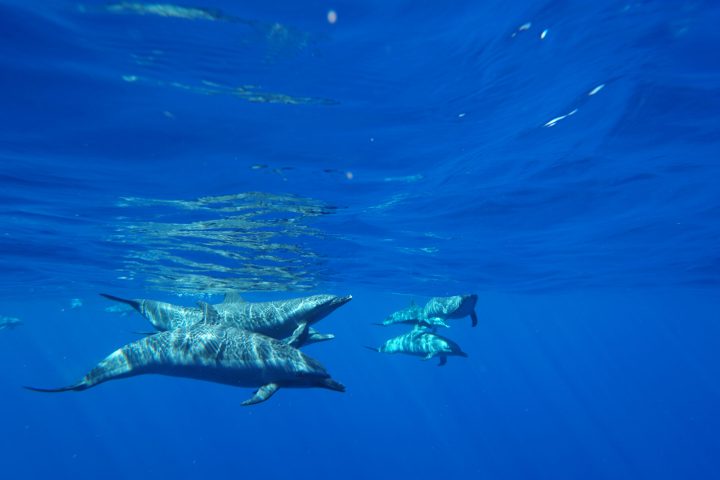 dolphins commonly spotted on our tour