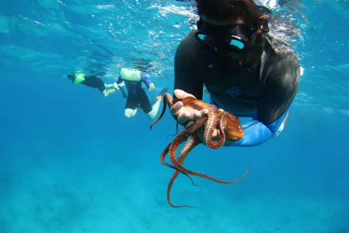 a person snorkeling holding an octopus
