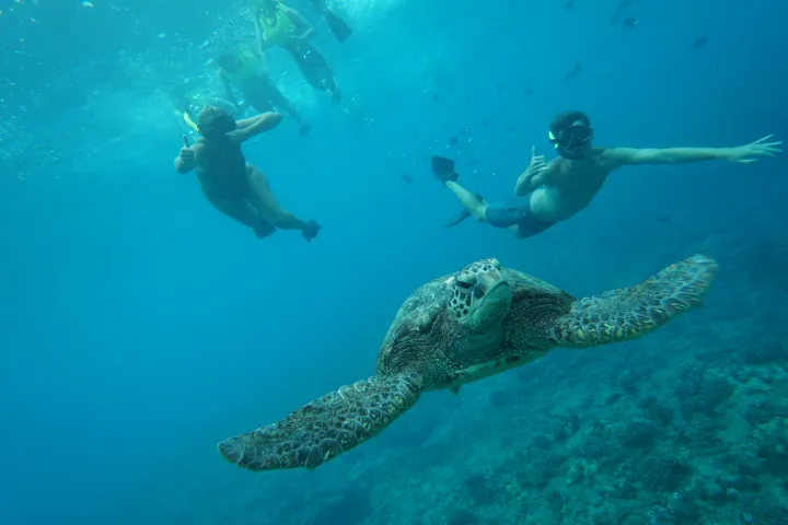 snorkel with turtles during our dolphin swim