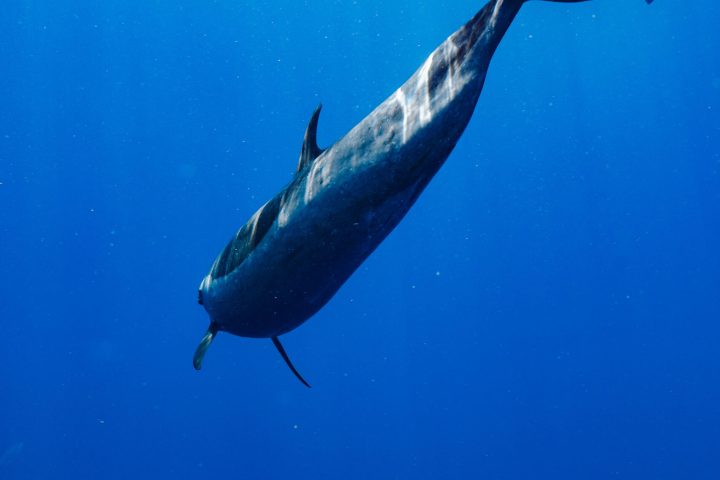 a bird swimming in water