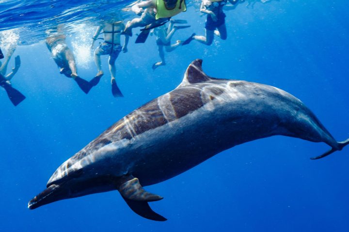 Iruka Hawaii Dolphin's Happy Customers