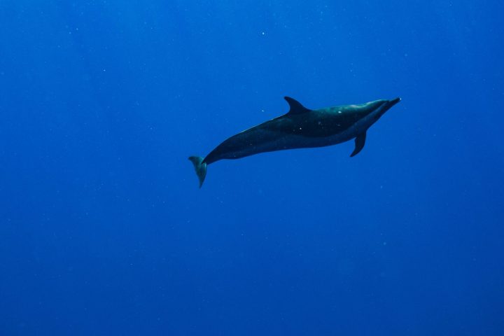 a person flying through the air while swimming in a body of water