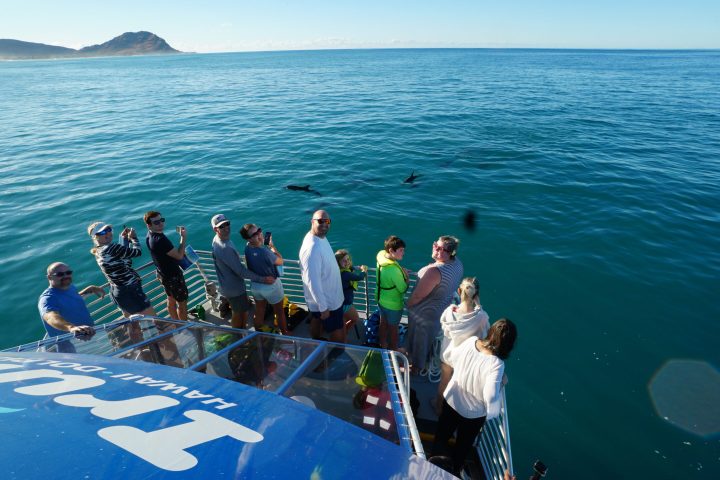 group of people dolphin watching in oahu hawaii