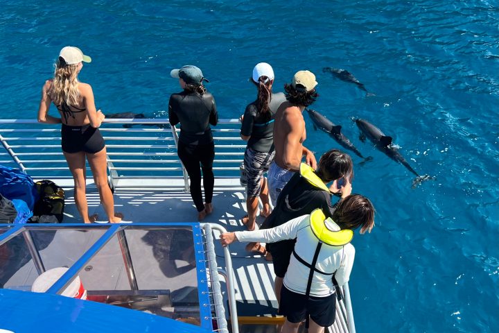 a group of people on a boat in the water watching dolphins
