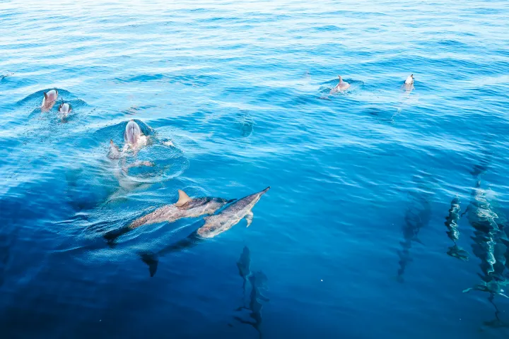 dolphins swimming in oahu hawaii