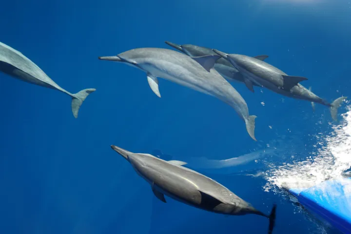 a dolphin jumping out of the water