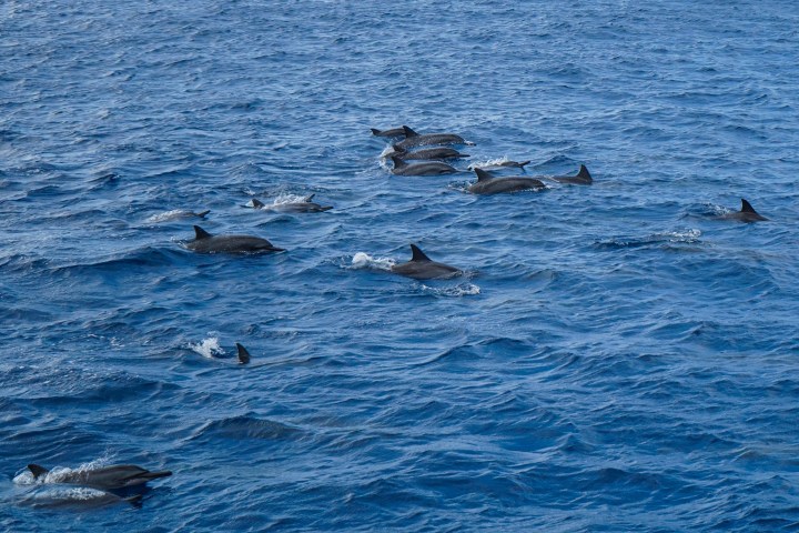 dolphins swimming in oahu hawaii