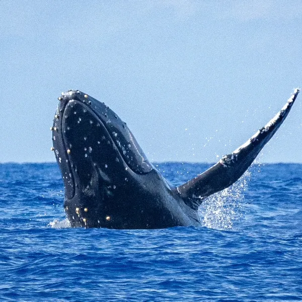 a bird flying over a body of water