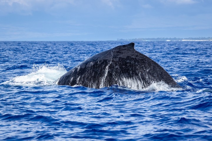 a whale jumping out of the water