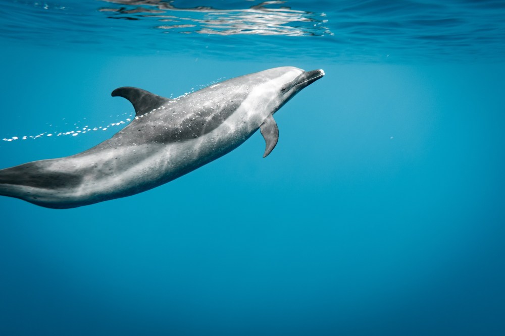 Dolphin swimming underwater in a clear blue ocean, viewed from below.