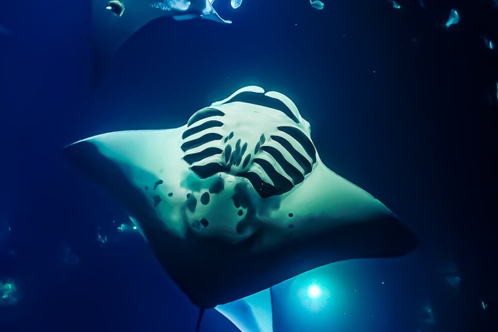 Manta Ray during night snorkel in Kona, Hawaii