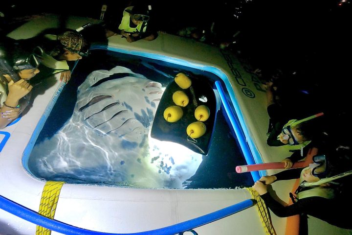 Viewing Manta Ray during night snorkel in Kona, Hawaii