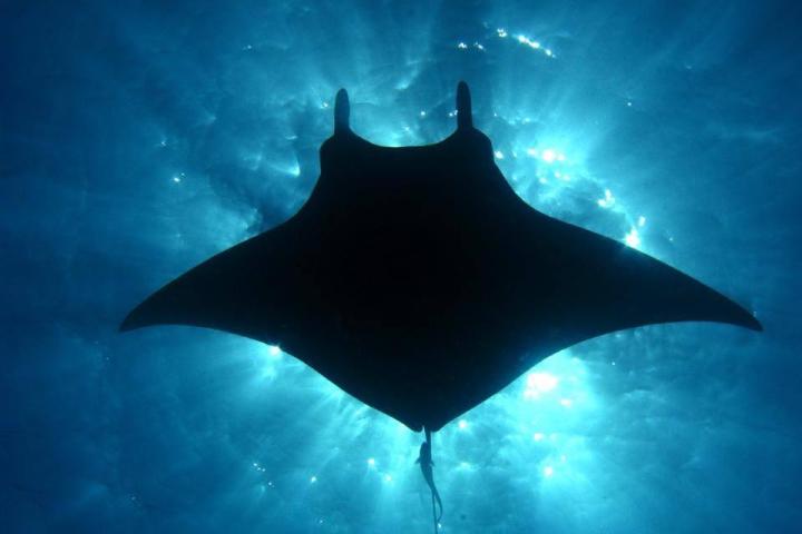 Manta Ray during night snorkel in Kona, Hawaii