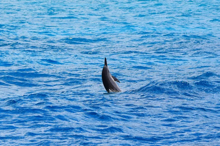 Dolphin jumping from water in Kona Hawaii
