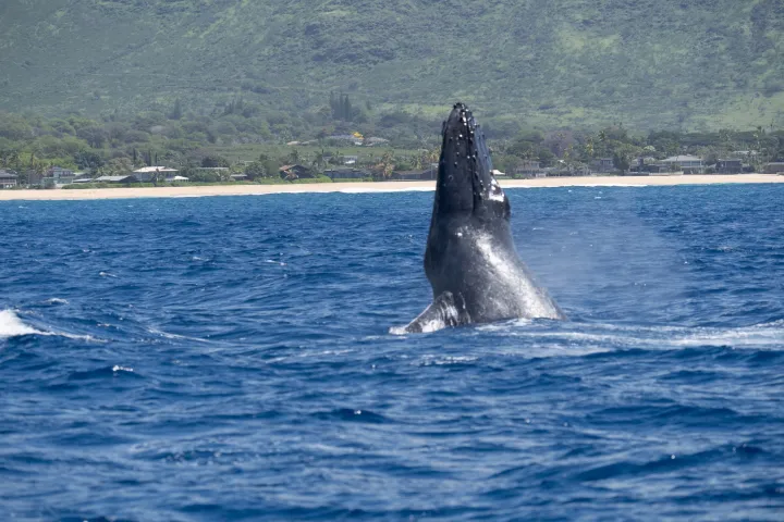 Whale breaching near coastline with green hills and blue ocean.