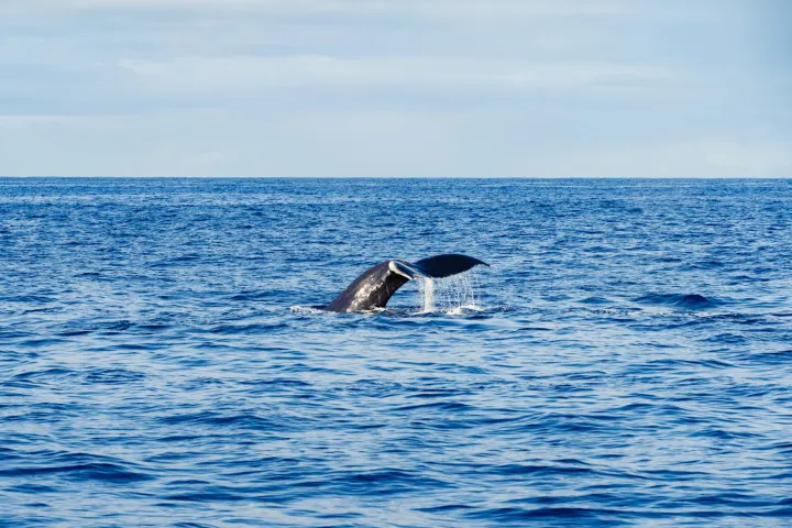 Whale tail above ocean surface against blue sky on a sunny day.