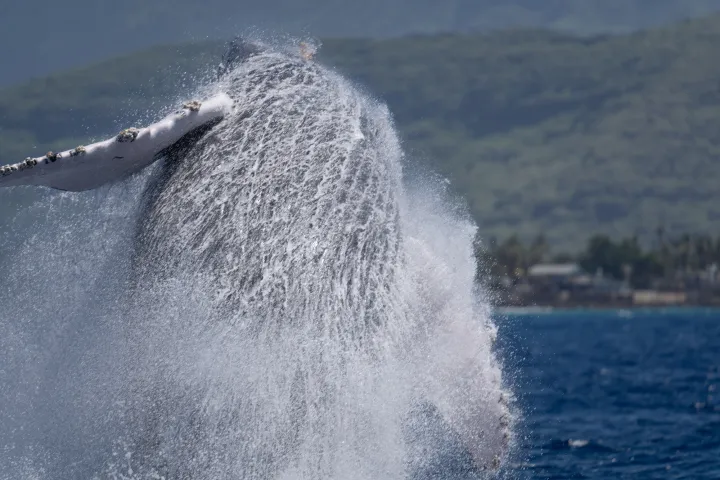 Humpback whale breaching with ocean spray, blurred distant shoreline and hills in the background.