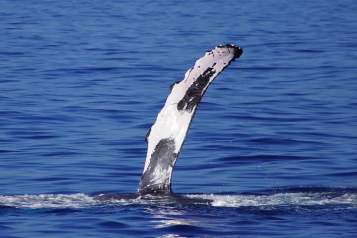 Whale fin emerging vertically from the water against a blue sea background.