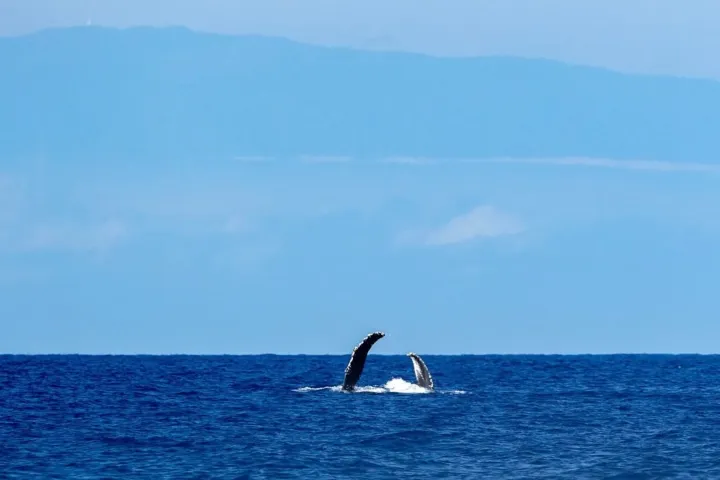 Whale's flippers above ocean surface against a distant horizon.