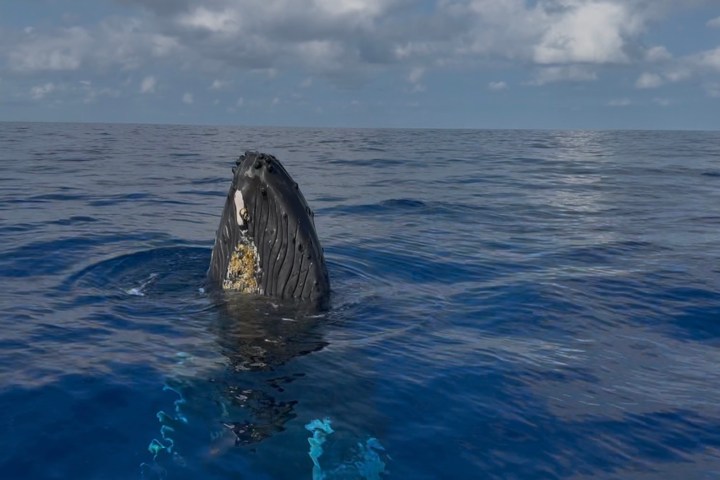 Humpback whale breaching vertically from ocean with sky and clouds visible.