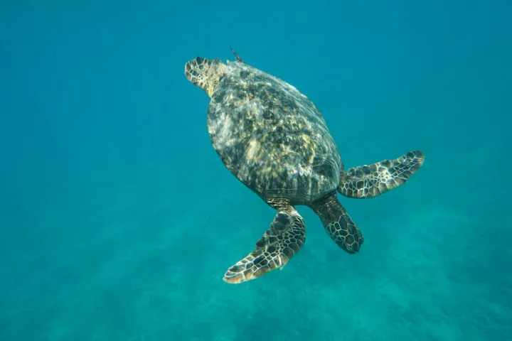 a turtle swimming under water