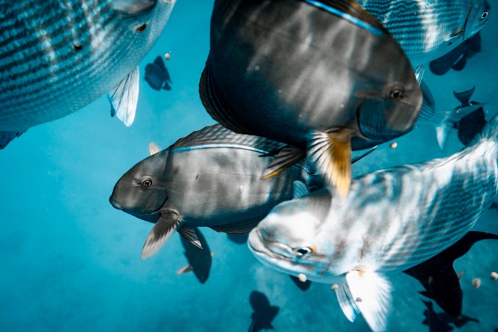 Several fish swimming underwater in clear blue water.