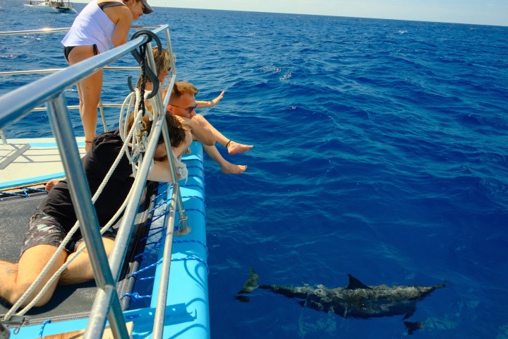 People on a boat deck watching a dolphin swim in the ocean.