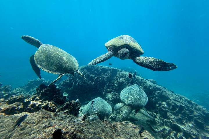 Two sea turtles swimming above a coral reef in clear blue water.