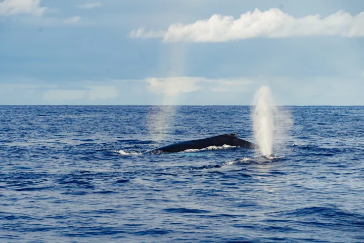 Whale surfacing in ocean, spouting water, under partly cloudy sky.