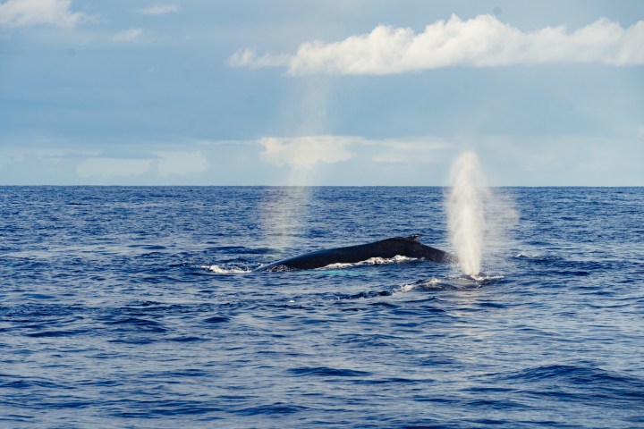 Whale surfacing in ocean with water spout under a cloudy sky.