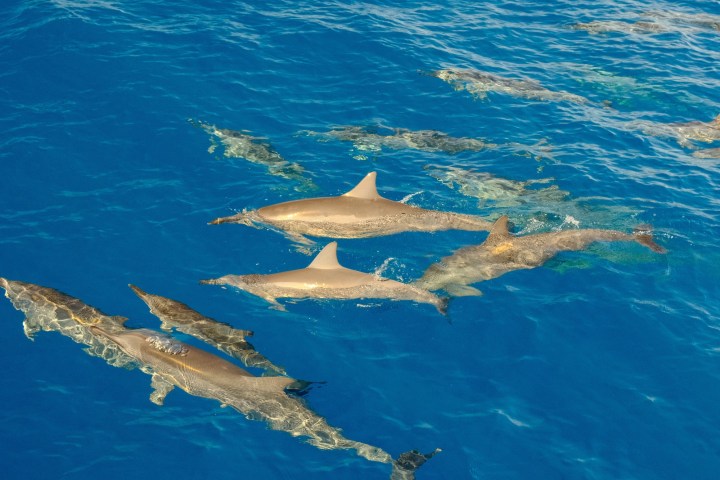 Group of dolphins swimming in clear blue ocean water.