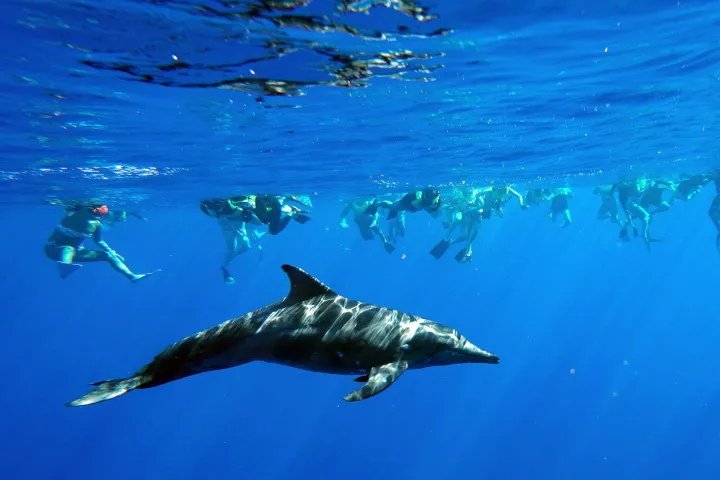 Snorkelers observe a dolphin swimming underwater in clear blue ocean.