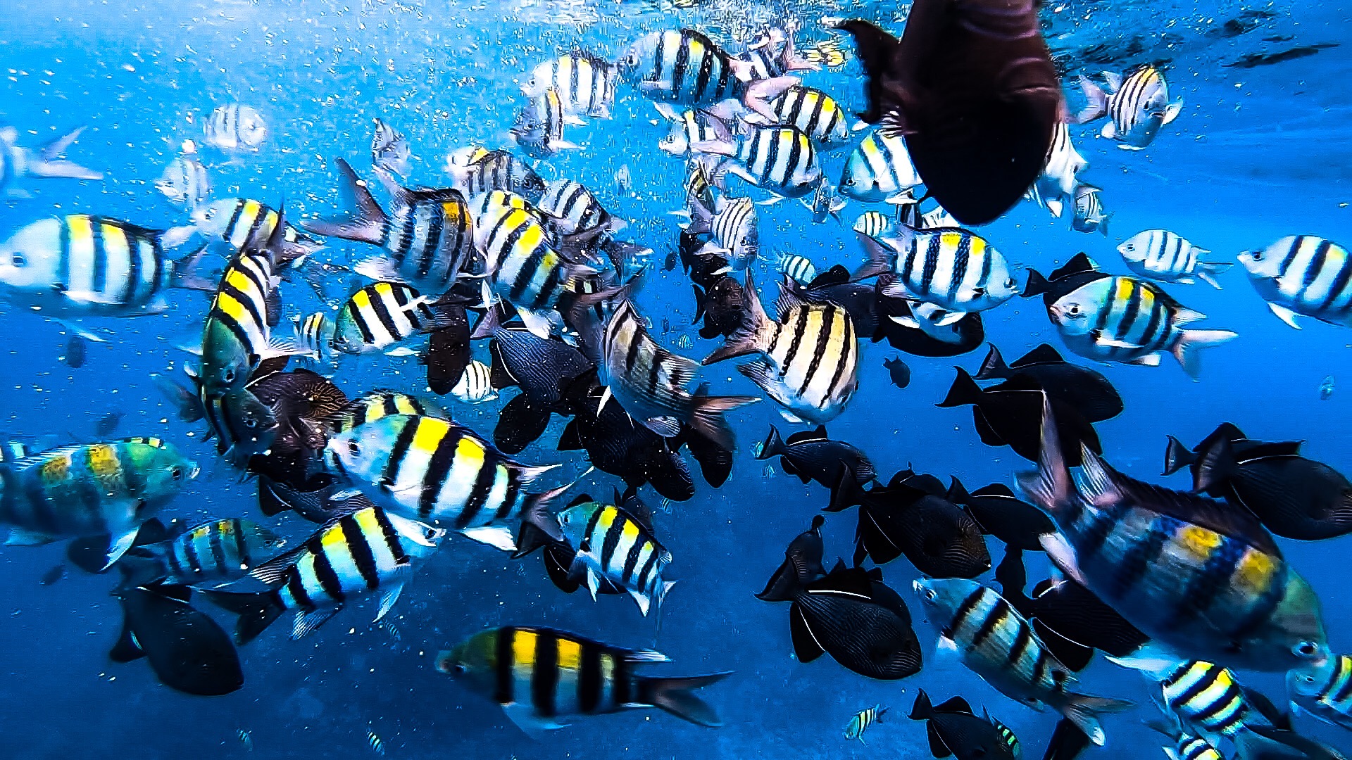 2-Hour Afternoon Kona Snorkel & Dolphin Watching Tour in Big Island