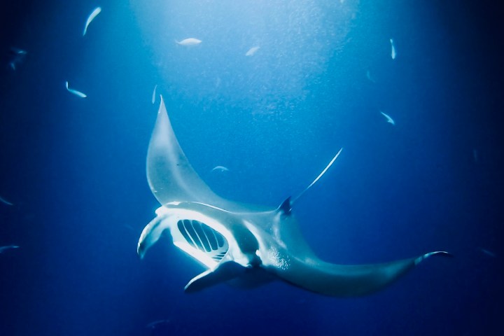 a fish swimming under water